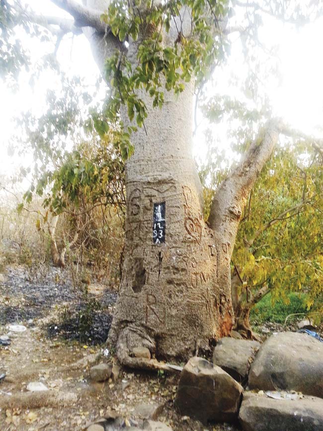 A nature lover spotted this Baobab tree at the Metro III car depot site in Aarey Colony. Locals say it is at least 100 years old