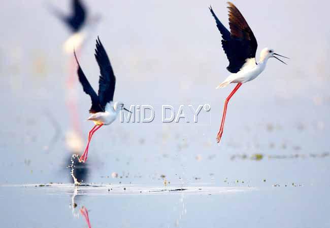 Black Winged Stilt. 