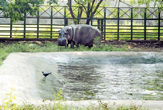 The Rs 150-crore renovation of Byculla zoo will also include 21 new enclosures for its inmates. File pic