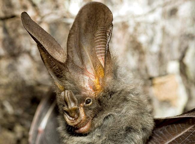 Close-up of the Megaderma spasma, also known as the False Vampire Bat.