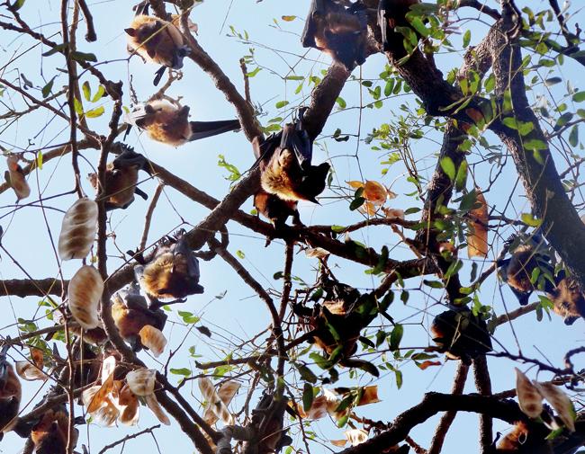 The largest resident bat in India is the Giant Indian Flying Fox (Pteropus giganteus)