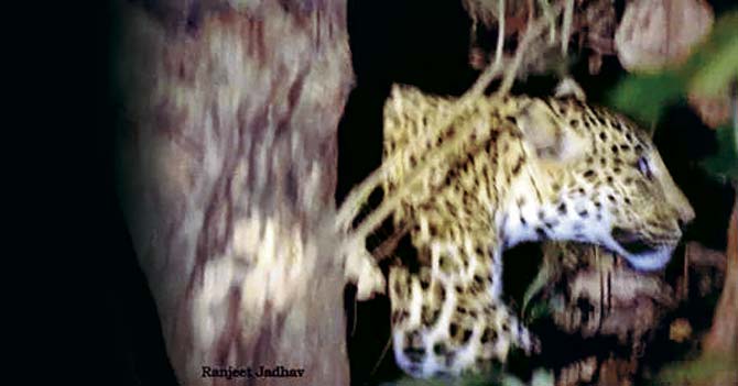 A picture of a leopard clicked by Ranjeet Jadhav three months ago, just a km away from the spot