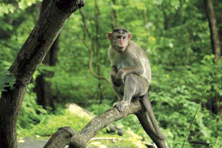 Hell in holy land! Monkey cracks Anushka's skull with a stone