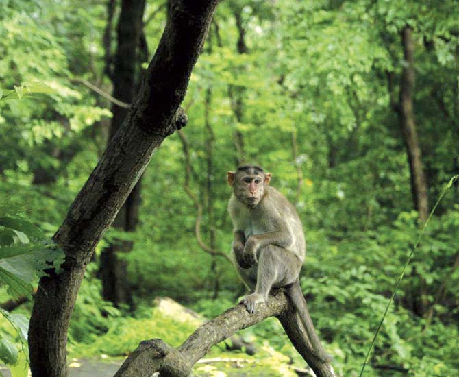 Park officials suspect the monkeys were poisoned and dumped in the core forest area by miscreants who wished to avoid punishment. File pic for representation