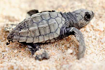 Travel special: Take baby turtle steps in Velas