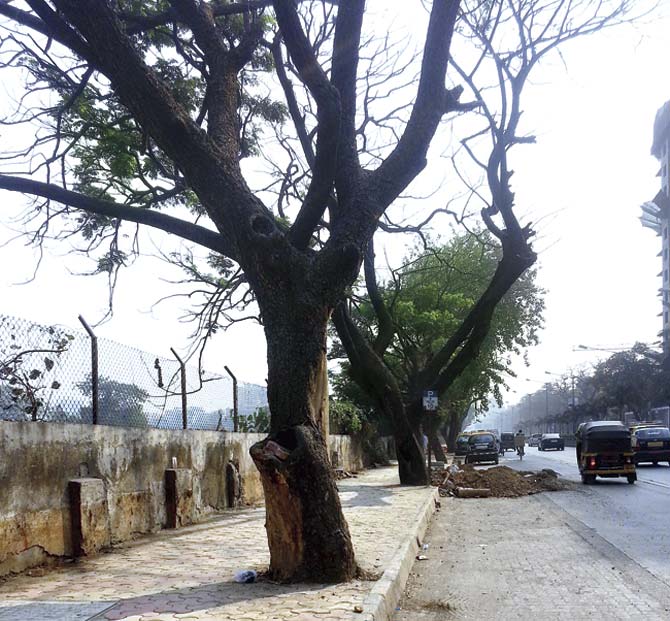 A few of the dead rain trees on the New Link Road stretch between JVPD signal and D N Nagar. File pic