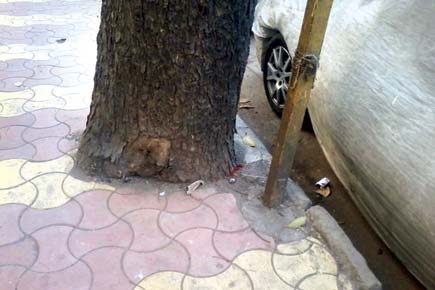 FIRs to be lodged against those concretising bases of trees in Mumbai