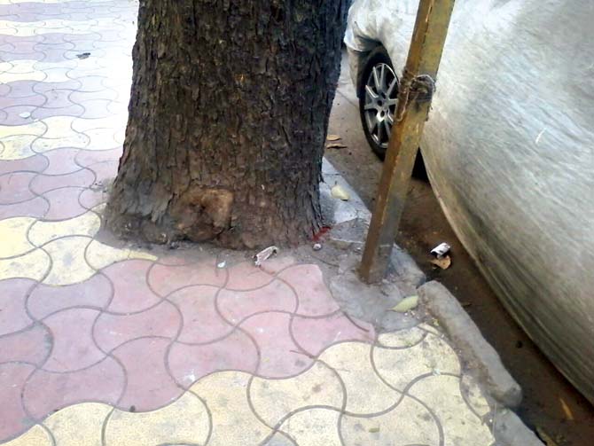 The bases of three trees near Sigma Estate in Prabhadevi are packed with paver blocks. Concretisation or packing of paver blocks around their bases prevents trees from getting water, and kills them
