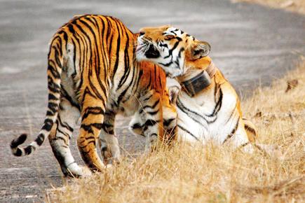Researchers to collect important data about tigers through study
