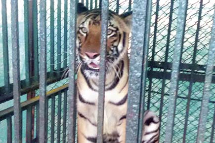 Mumbai: SGNP keeps a close eye on tigress Beauty's health
