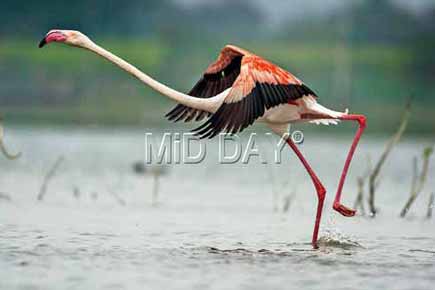 Travel special: Go birdwatching to Bhigwan