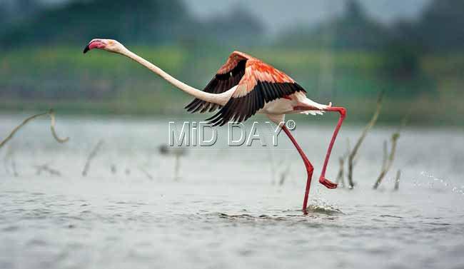 A flamingo walks over the waterbody at Ujjani Dam in Bhigwan.