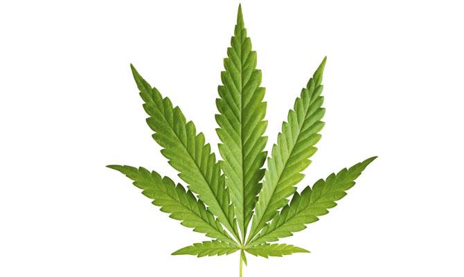 Cannabis seized in Assam