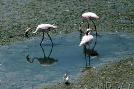 Why migratory birds are slowly disappearing from Mumbai's wetlands