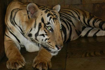 Tigress Puja dies inside Sanjay Gandhi National Park