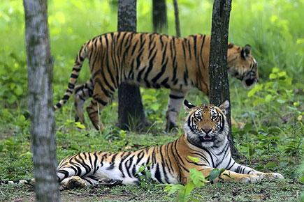 India has 2,500 tigers, global population is 3,890: Minister