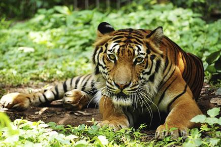 India lost 64 tigers in 2014: Data report