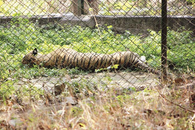 Visitors said that when the tigers are kept in enclosures, the experience of a safari doesn’t come through, and it feels more like a visit to the zoo