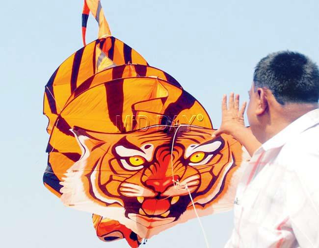 ROAR: A tiger kite with a 3D look is part of modern show kites. PIC/ BIPIN KOKATE