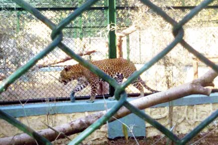 Mumbai: SGNP leopards move into a bigger, better home