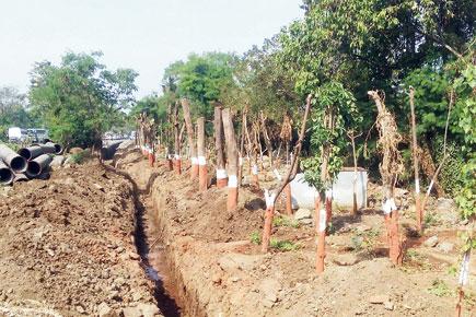 2000 Koparkhairane trees moved to Thane-Belapur stretch