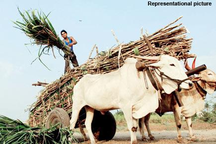 One injured as farmers clash over weighing of sugarcane