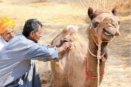 Five caught smuggling camel teeth at Mumbai airport