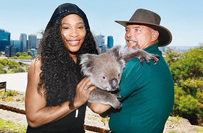 Cool: Serena Williams meets Sunshine the koala with handler Steve Gillam from at Kings Park in Perth yesterday. Pic/Getty Images
