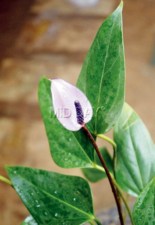 Anthurium plant acts as an air purifier