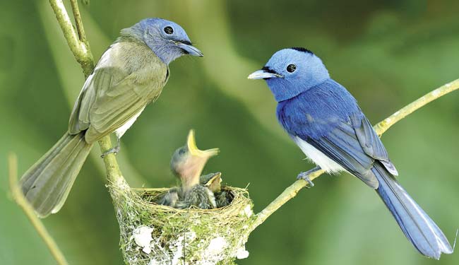 The Black-naped Monarch or blue flycatcher