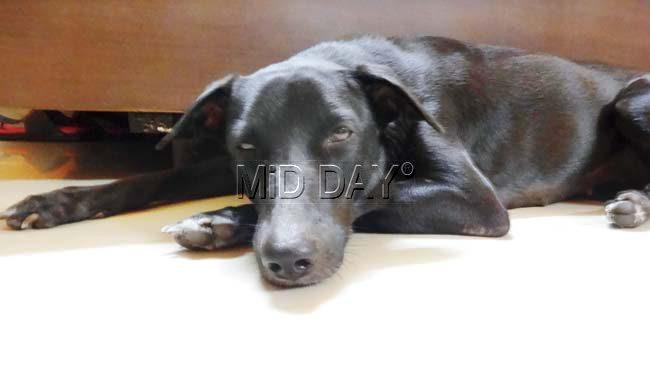 Two-year-old Charcoal, who has just returned from her Khandala holiday. Pic/Ayan Roy