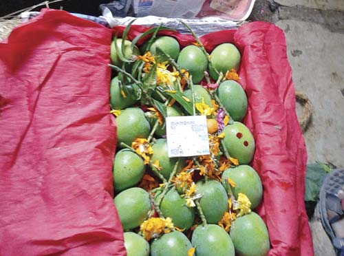Initially the price of mangoes is high in the market as the season is yet to start. File pic