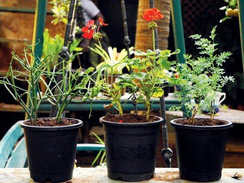 Insect repellents Euphorbia Tirucalli, the Rue plant and Citronella Geranium