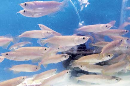 Mumbai Crime: Three men steal 126 fish from Kurla aquarium