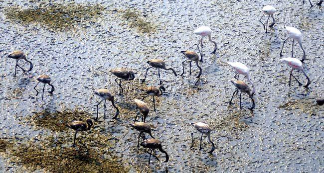 Every year in winter, Lesser Flamingos and other birds migrate from the Rann of Kutch in Rajasthan to the warmer weather in Mumbai and feed on the mudflats. They are mostly seen at Sewri, but in the past few years, they have also been seen at Airoli. This picture was taken in Airoli. Pic/Sameer Markande