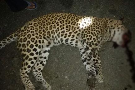 Speeding vehicle kills leopard on Mumbai-Ahmedabad highway