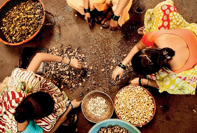 Women sort cashew nuts as part of a mackerel trail around Malvan in Maharashtra that will be hosted by White Collar Hippie. The trail involves understanding and appreciating the coastal way of life as lived by villagers along the route. 