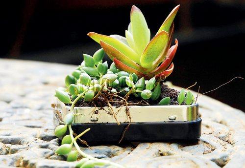 Miniature succulents in mint boxes