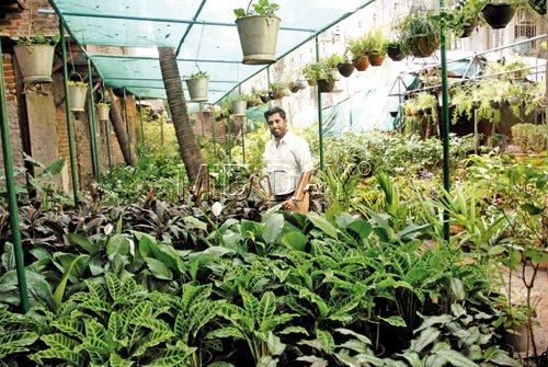 Shaan Lalwani with different indoor varieties of plants at his nursery. Pics/Suresh KK