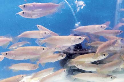 Mumbai crime follow-up: Oh fish! Stolen fish worth Rs 1.5 lakh die