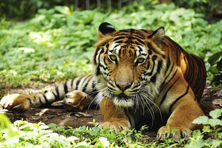 Tiger population rises to 2,226 in India