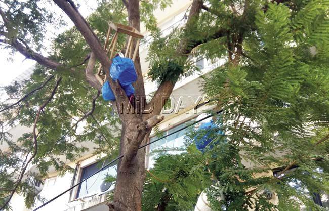 Trees serving as storage room for hawkers and vendors. Pics/Vikas Kaul