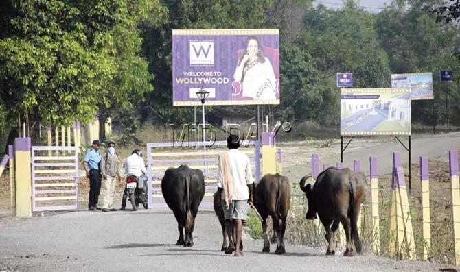 A herd of cattle walk through the roads. Pics/Sameer Markande