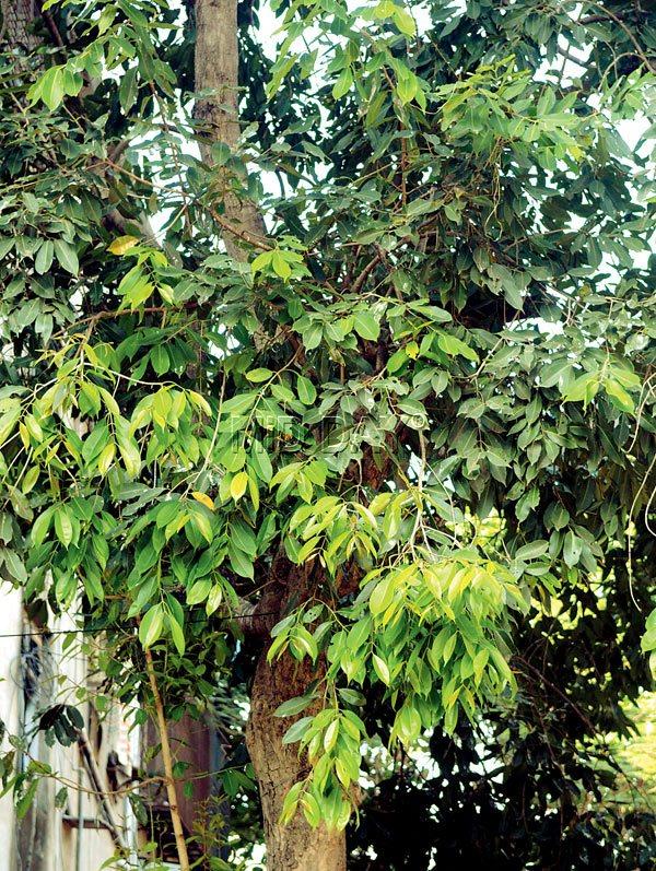 The Gullar tree whose leaves help cure hyperacidity