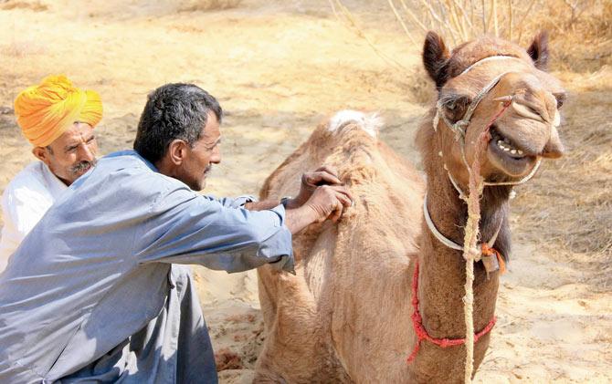 A man with his camel in the Thar Desert. Sources say the powdered teeth might be used for food adulteration. Pic for representation/thinkstock