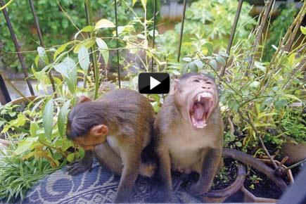 Mumbai: Monkey business irks Andheri residents