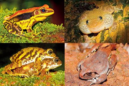 Travel special: Visit Amboli for a croaking experience