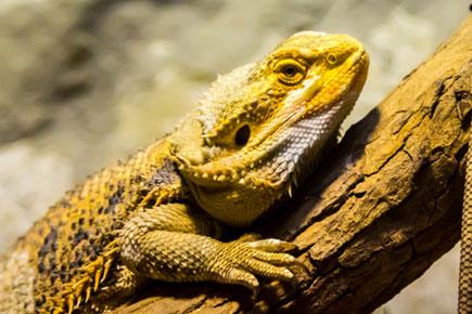Bearded dragon lizards capable of gender change