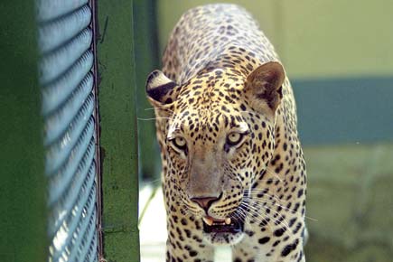 Mumbai tourism boost: SGNP may soon get a leopard safari