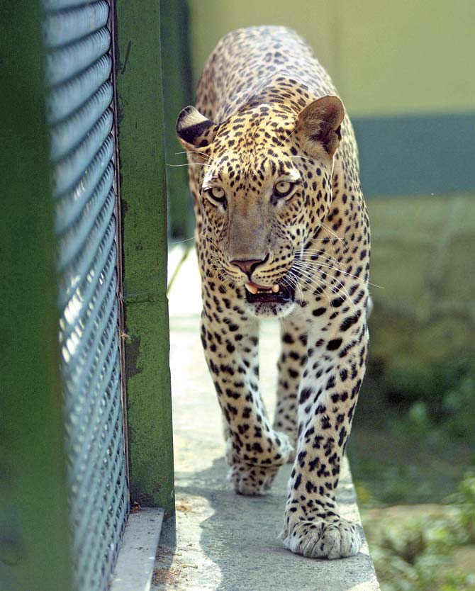 One of the major attractions will be the leopard safari, wherein captive leopards will be released into large enclosures. File pic